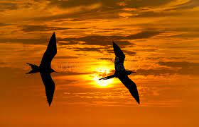 Check spelling or type a new query. 439 Two Flying Birds Silhouette Photos Free Royalty Free Stock Photos From Dreamstime