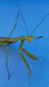 Check spelling or type a new query. Praying Mantis Kinda Look Like An Alien Gardening