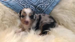 Check spelling or type a new query. Miniature Australian Shepherd Puppy Blue Merle Blue Eyes Male 2 Youtube