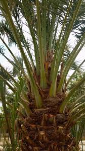 Maybe you would like to learn more about one of these? Ancient Date Palm That Lived 2000 Years Ago Bears Fruit Again Green Prophet