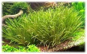 Image result for Syngonanthus welwitschii