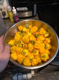 My 82 Pod Scotch Bonnet Harvest Hotpeppers