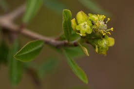 Image result for Euphorbia matabelensis