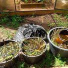 секрет раскрыт лучшее удобрение всех времен чай из травы Sekret Raskryt Luchshee Udobrenie Vseh Vremen Chaj Iz Travy Ovoshnye Gryadki Trava