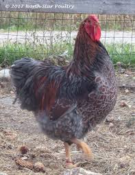 A second is showing some other signs of roosterhood, but has yet to speak up. Wyandotte Faq North Star Poultry