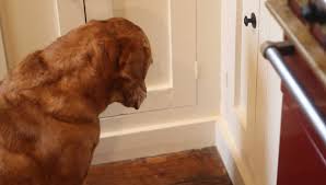 When cats rub against objects, they are transferring their scent. Why Is My Dog Staring At The Wall A Guide To Wall Staring And Head Pressing In Dogs