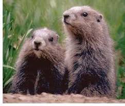 Wordpress Com Happy Groundhog Day Groundhog Day Groundhog