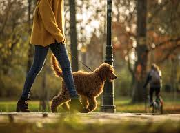 With a smile on my face, now everything's changed. Dog Owners Scared To Walk Their Pets Due To Rise Of Kidnappings In Lockdown The Independent