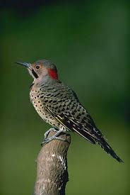 Definition of flicker (entry 2 of 3). Northern Flicker At Songbirdgarden Com