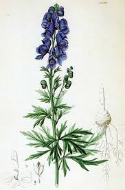Wolfsbane It Is Often Stated That On The Island Of Ceos In The Aegean The Elderly And Infirm Were Expected Plant Tattoo Botanical Drawings Botanical Prints