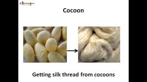 Both are woven using traditional methods in uzbekistan and dyed in australia. Science How Silk Is Produced From Fibre To Fabric Hindi Youtube