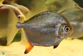 Menurut bellies (2010), klasifikasi ikan silver dollar adalah sebagai berikut: Silver Dollar Fish Aquarist S Completed Care Guide