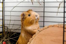 See full list on guineadad.com Why Do Guinea Pigs Squeak Petbarn