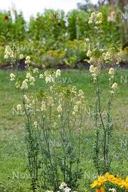 Maybe you would like to learn more about one of these? Thalictrum Flavum Subsp Glaucum Media Database