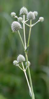 Why should gardeners plant natives? 700 Bird Friendly Native Plants For North Carolina Audubon North Carolina