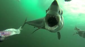 Research from new zeeland claims that this shark can swim at the speed of 95.5 kph. The Three Fastest Sharks In The World