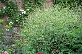 Image result for Crambe