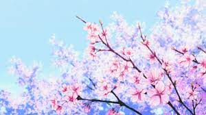 Beautiful flower sea cherry blossom tree cherry blossom festival poster. Cherry Blossom Flower Wallpaper Gif