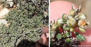 Image result for Limeum viscosum