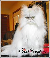 Pure royalty persians offers shaded golden & silver shaded himalayan point smoked tabby blue or chinchilla silver chinchilla golden persian kittens for sale. Who S Who Silver Shaded Persians Sweet Purrfections