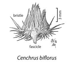 Image result for Cenchrus biflorus