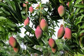 * percent daily values are based on a 2000 calorie diet. How To Grow Mango Trees