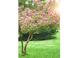 L'anthurium è una pianta sempreverde con 'fiore' rosso. Alberi Sempreverdi 10 Varieta Da Piantare In Giardino