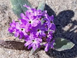 Image result for Vandellia subracemosa