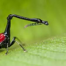 Image result for Dichaetanthera