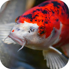 Find the best koi fish background on wallpapertag. Japanese Koi Fish Wallpaper Apps On Google Play