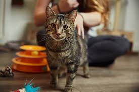 As the first article came out, black cat cofounder/owner indigo baloch was. Meet Your Furrever Friend At The Black Cat Market