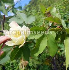 Image result for Gossypium barbadense