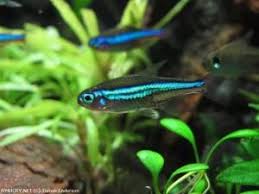 Betta Splendens Betta Fish Pet Tropical Fish