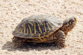 We did not find results for: Ornate Box Turtle Landpks