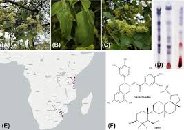 Image result for Lannea schimperi