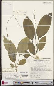 Image result for Chlorophytum sparsiflorum