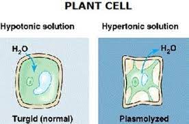 Being bathed in a hypertonic solution. Why Does Plant Cell Shrink When Kept In Hypertonic Solution