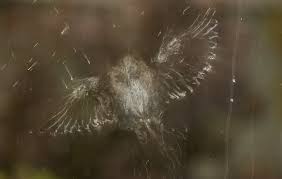 Maybe you would like to learn more about one of these? Birds And Windows Portland Audubon