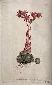 Image result for Lycopodiella sarcocaulon