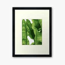 Green palm leaves picture material. Green Leaf Framed Art Print By Myart23 Redbubble