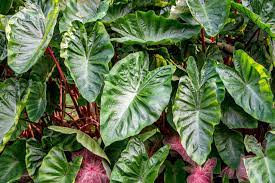 What a unique flower arrangement ! 18 Best Types Of Foliage Plants