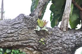 Image result for Polypodiaceae