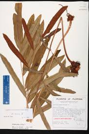 Image result for Acrostichum