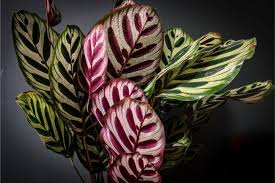 Complete Guide To Peacock Plant Care How To Care For Calathea Makoyana Houseplants And Identify And Fix The Common Problem In 2020 Peacock Plant Calathea Plant Plants