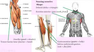 Naming skeletal muscles according to a number of criteria: Muscle 4 Muscle Names Dr Madden Youtube