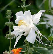 Pin On Zone 7 Flowers
