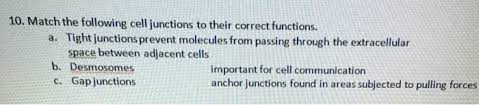 Check spelling or type a new query. Match The Following Cell Junctions To Their Correct Chegg Com