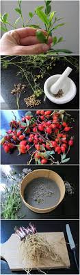 How To Grow And Make Your Own Tea How To Make Tea Growing Tea Tea Diy