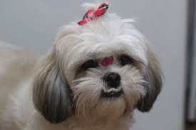 Check spelling or type a new query. Shih Tzu Puppy Teething Stages Age Timeline Of Baby Teeth