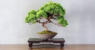 The Ancient History And Symbolic Meaning Of The Bonsai Tree